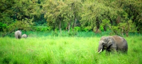 Wild Jim Corbett