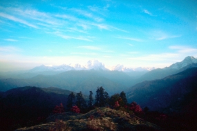 Manali with Himalayan Oak