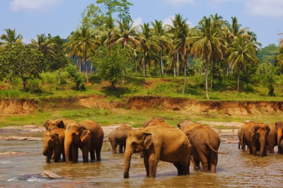 Srilanka